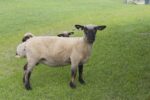 bed-and-breakfast-rosmalen-schapen-in-de-wei-landelijke-omgeving