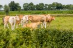 vergaderlocatie-bij-den-bosch-landelijke-omgeving-koeien-in-de-wei